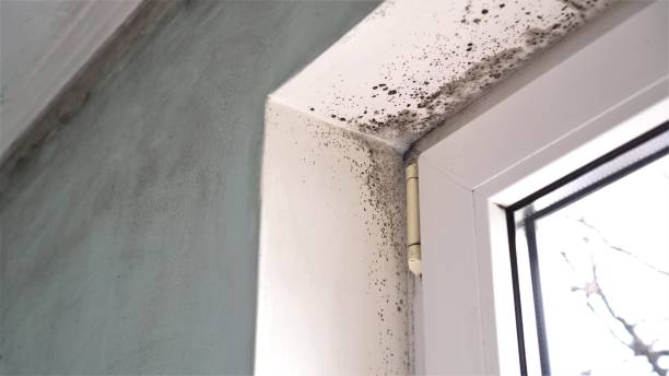 Best Real Estate Mold Inspection  in South Elgin, IL